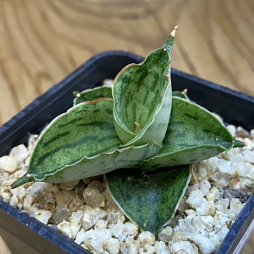 SH37971 Sansevieria ‘Hobbit’