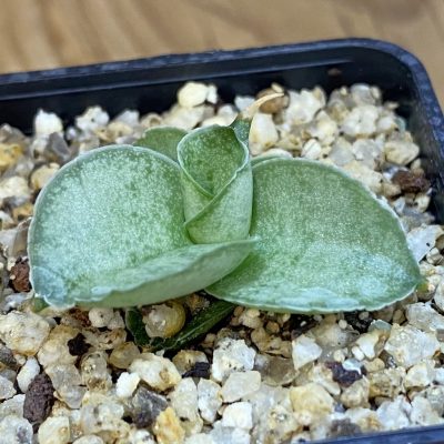 SH37972 Sansevieria ‘Meedee’