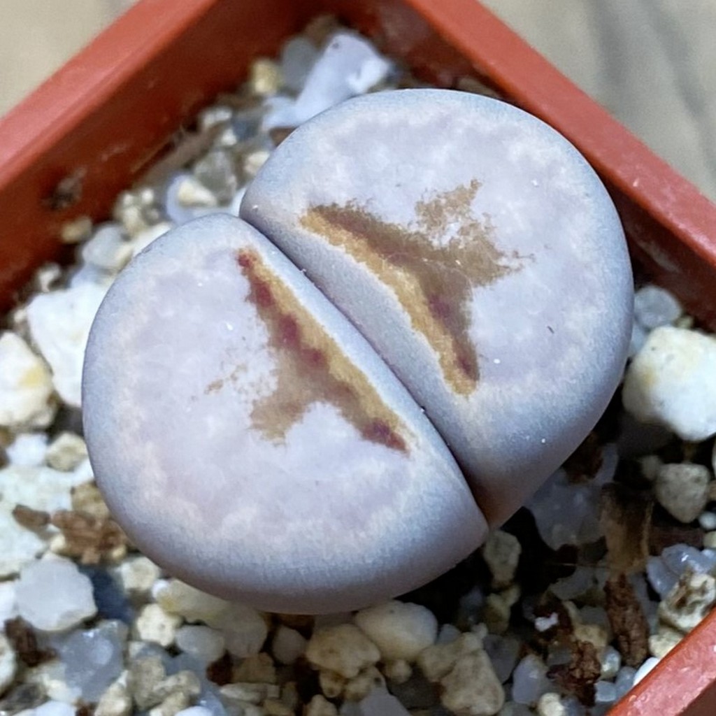 SH37896 Lithops julii ‘Hot Lips’