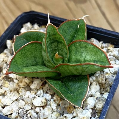SH37973 Sansevieria ‘Apollo’