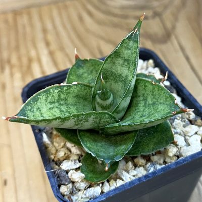 SH37974 Sansevieria 'Pagoda'