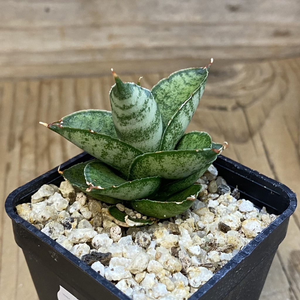 SH37974 Sansevieria 'Pagoda' - Image 2