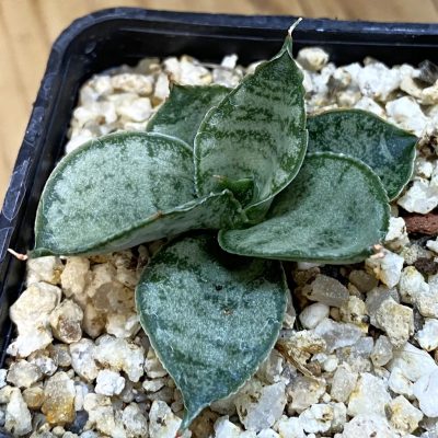SH37975 Sansevieria ‘Frozen Rose’