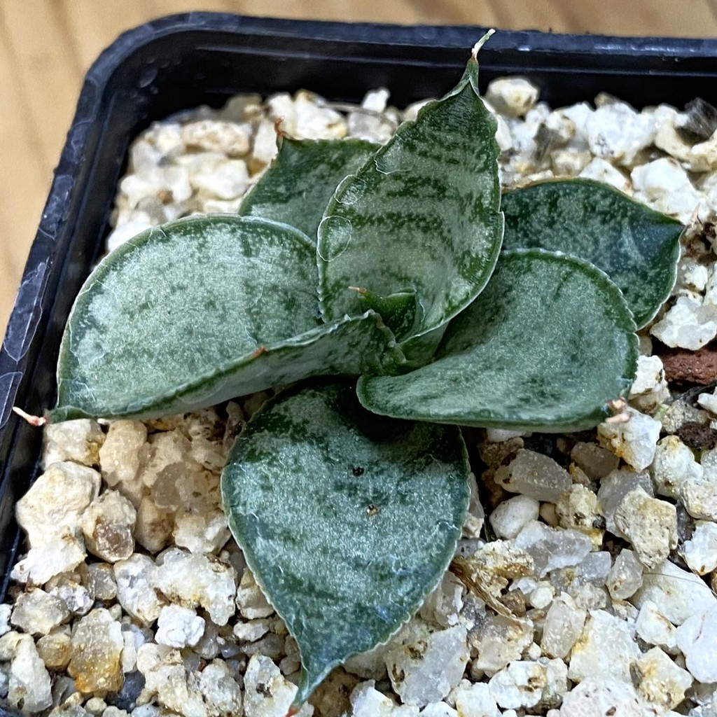 SH37975 Sansevieria ‘Frozen Rose’