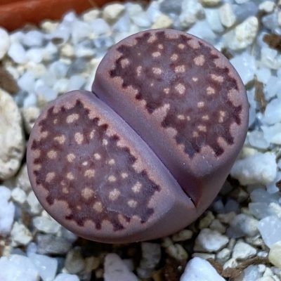 SH37889 Lithops salicola ‘Sato’s Violet’ hybrid