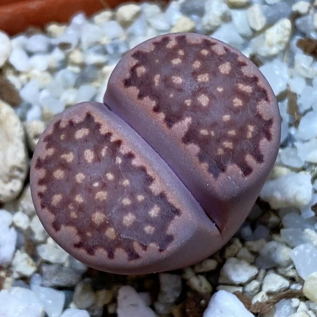 SH37889 Lithops salicola ‘Sato’s Violet’ hybrid