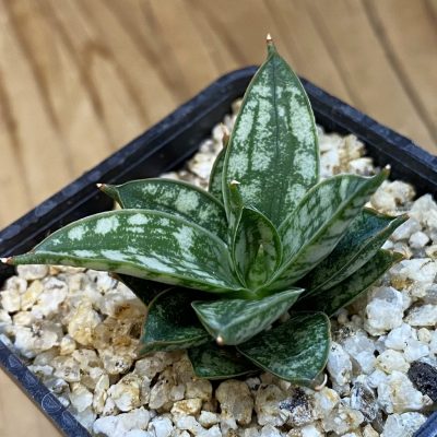 SH37976 Sansevieria ‘Margarita’