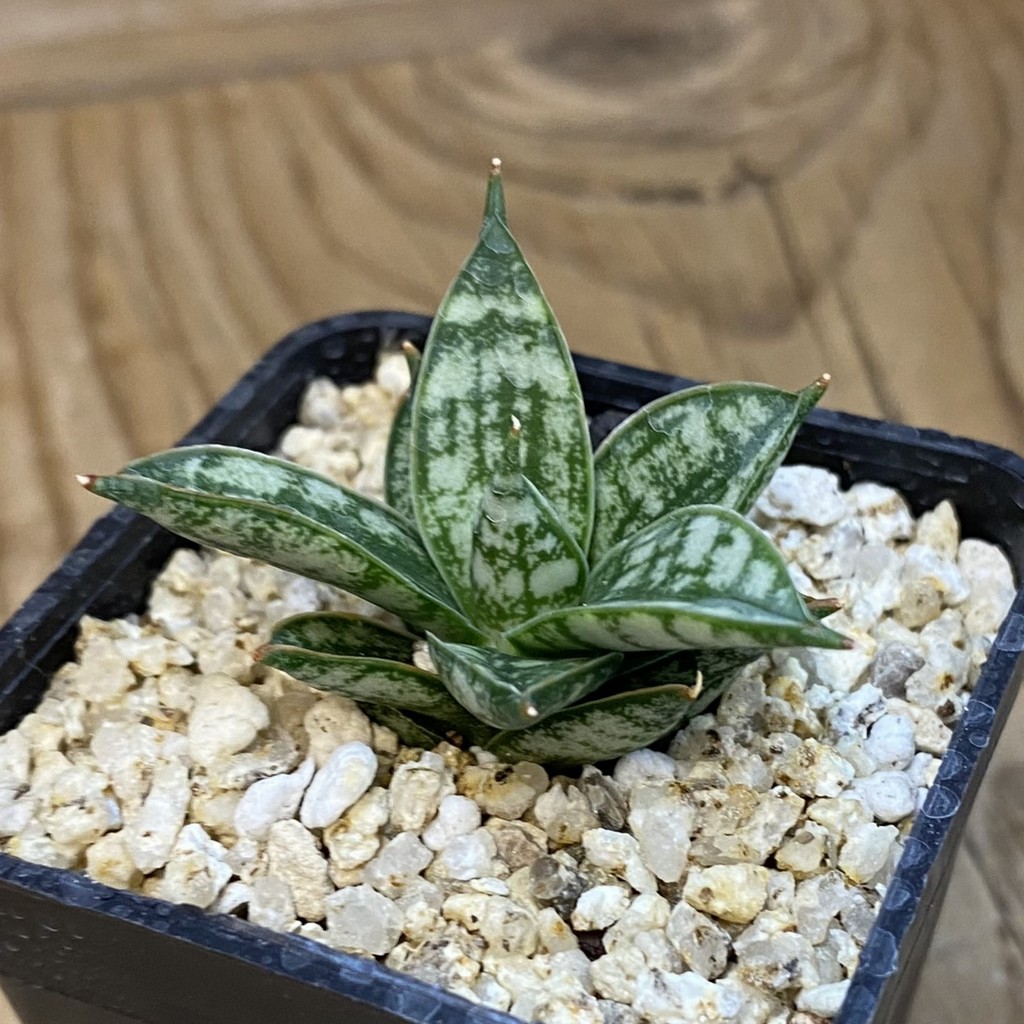 SH37976 Sansevieria ‘Margarita’ - Image 2