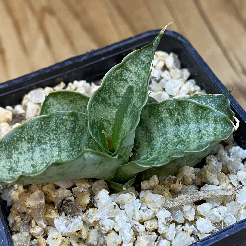 SH37977 Sansevieria ‘Fatman’