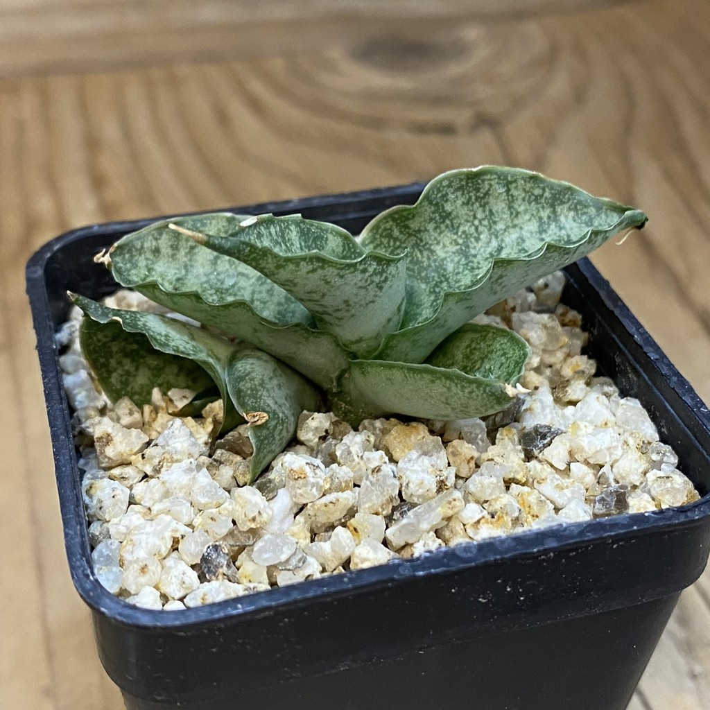 SH37977 Sansevieria ‘Fatman’ - Image 2