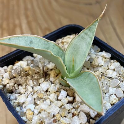 SH37978 Sansevieria ‘Bai Bid’