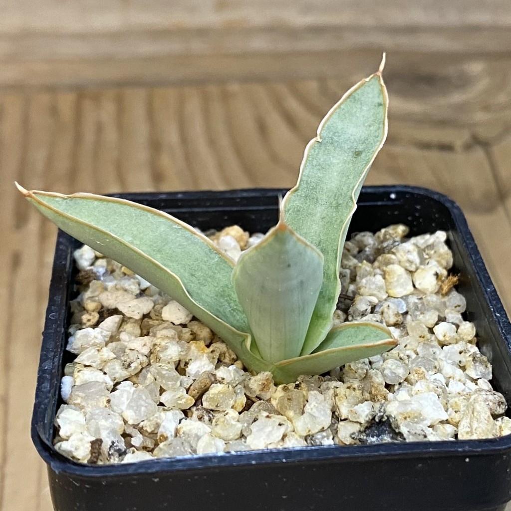 SH37978 Sansevieria ‘Bai Bid’ - Image 2