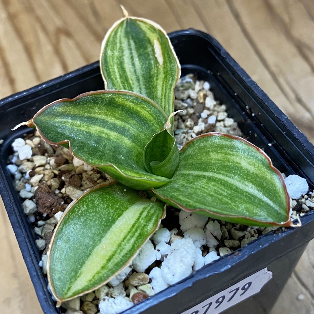 SH37979 Sansevieria sp. f. variegata