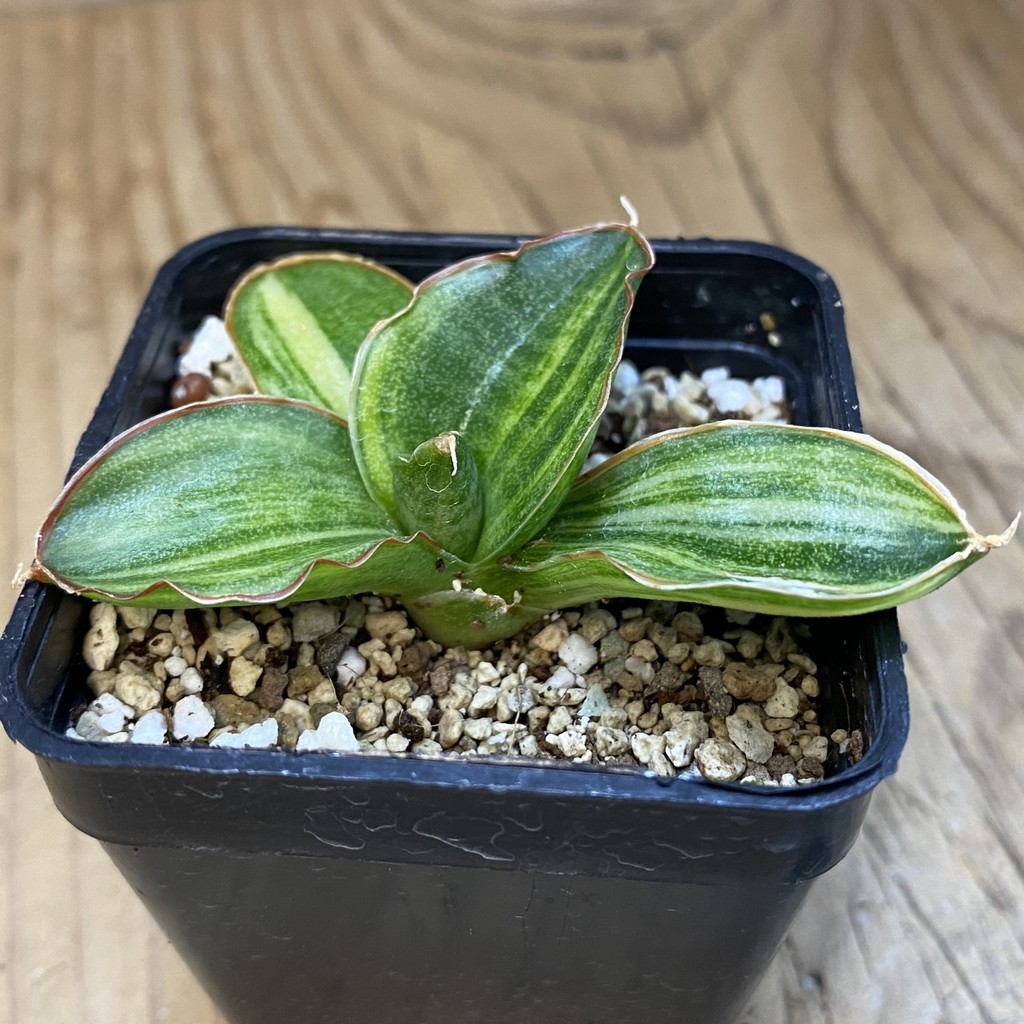 SH37979 Sansevieria sp. f. variegata - Image 2