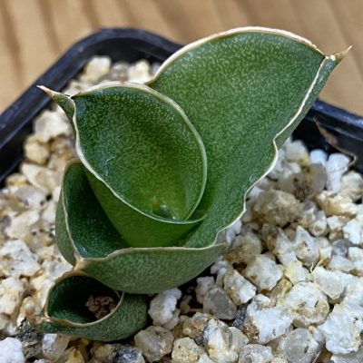 SH37980 Sansevieria ‘Andaman’