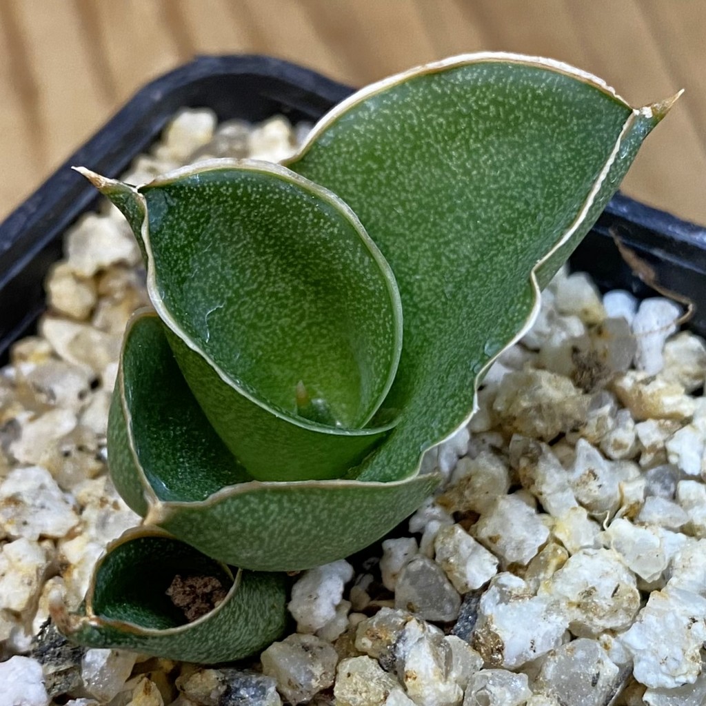 SH37980 Sansevieria ‘Andaman’