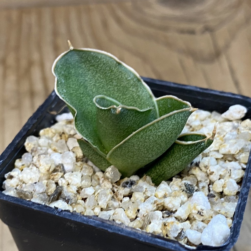 SH37980 Sansevieria ‘Andaman’ - Image 2