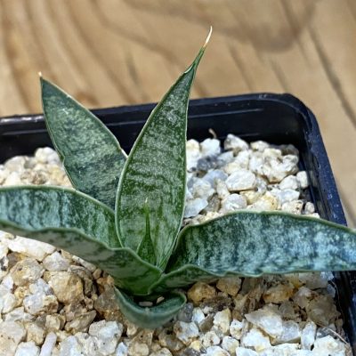 SH37981 Sansevieria ‘Sweet Celery’ hybrid