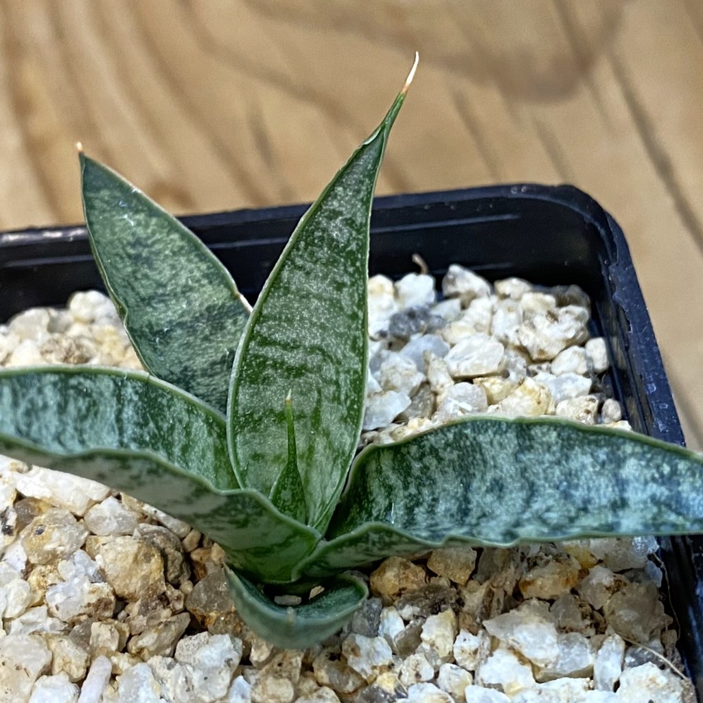 SH37981 Sansevieria ‘Sweet Celery’ hybrid