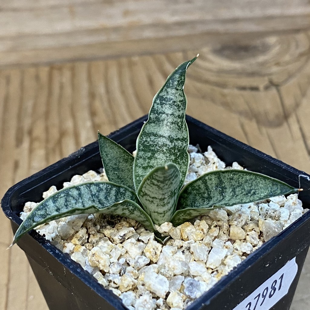 SH37981 Sansevieria ‘Sweet Celery’ hybrid - Image 2