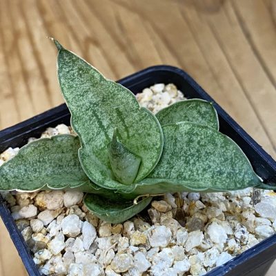 SH37982 Sansevieria ‘Rookie’