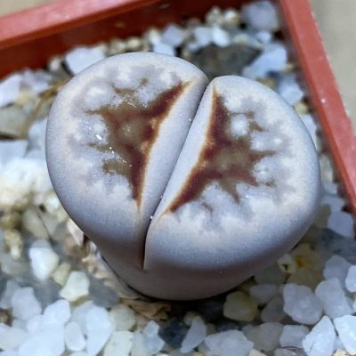 SH37897 Lithops julii ‘Hot Lips’