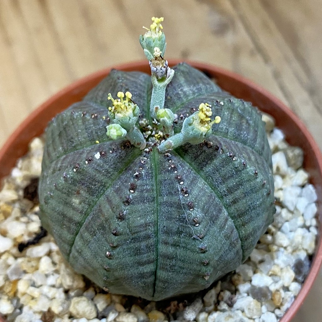 SET279 Euphorbia obesa ♀ ♂, 2 plants - Image 2