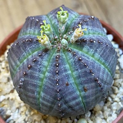 SET279 Euphorbia obesa ♀ ♂, 2 plants