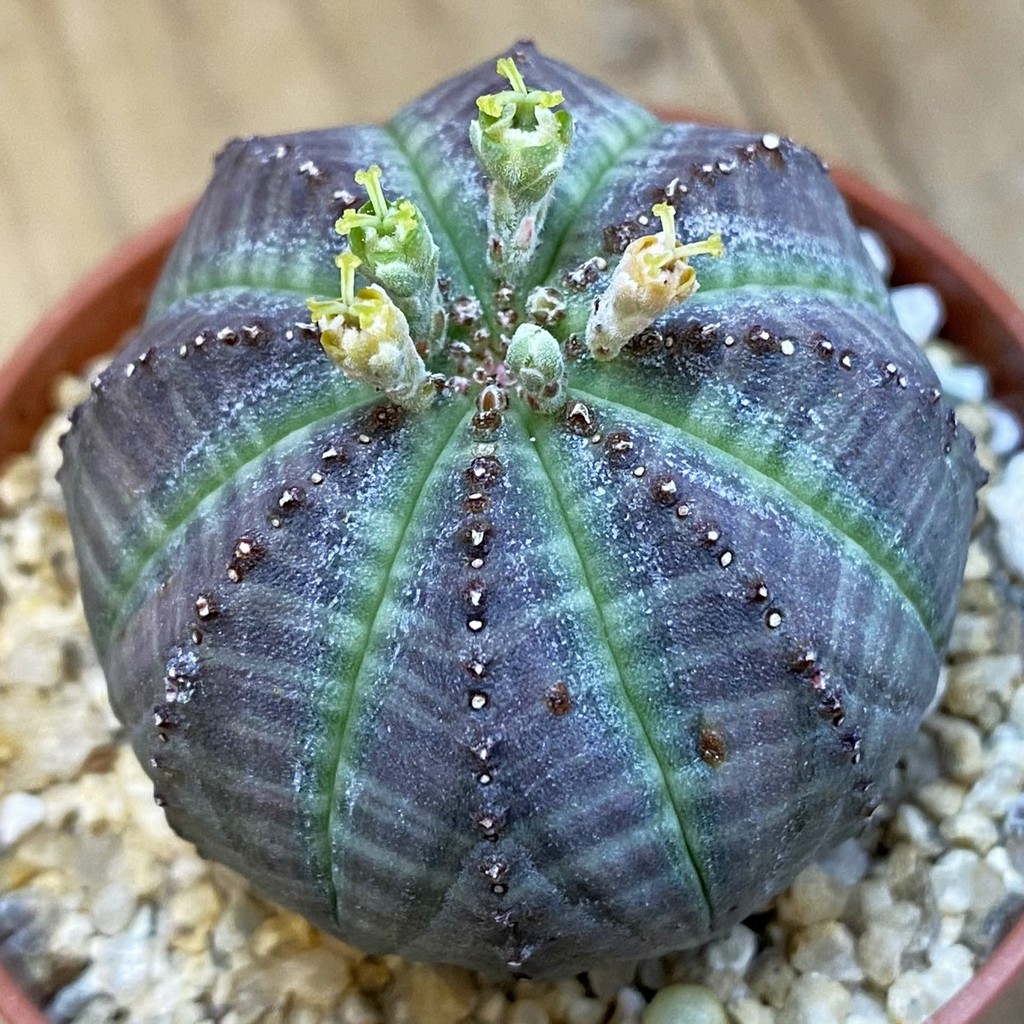 SET279 Euphorbia obesa ♀ ♂, 2 plants