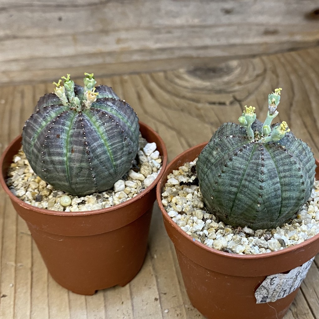 SET279 Euphorbia obesa ♀ ♂, 2 plants - Image 3