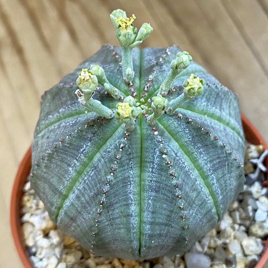 SET280 Euphorbia obesa ♀ ♂, 2 plants - Image 2