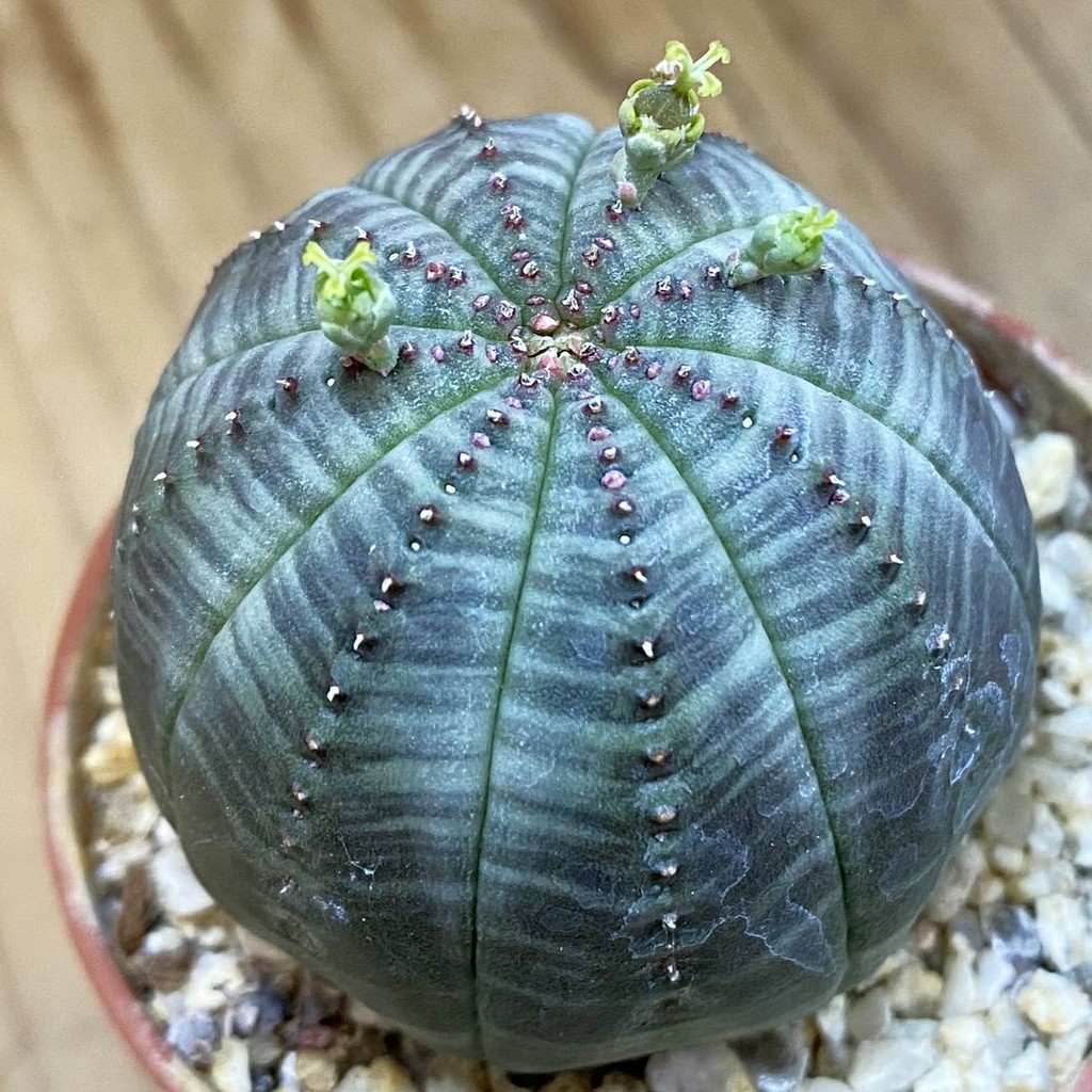 SET280 Euphorbia obesa ♀ ♂, 2 plants
