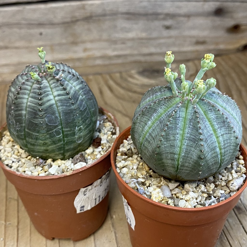 SET280 Euphorbia obesa ♀ ♂, 2 plants - Image 3
