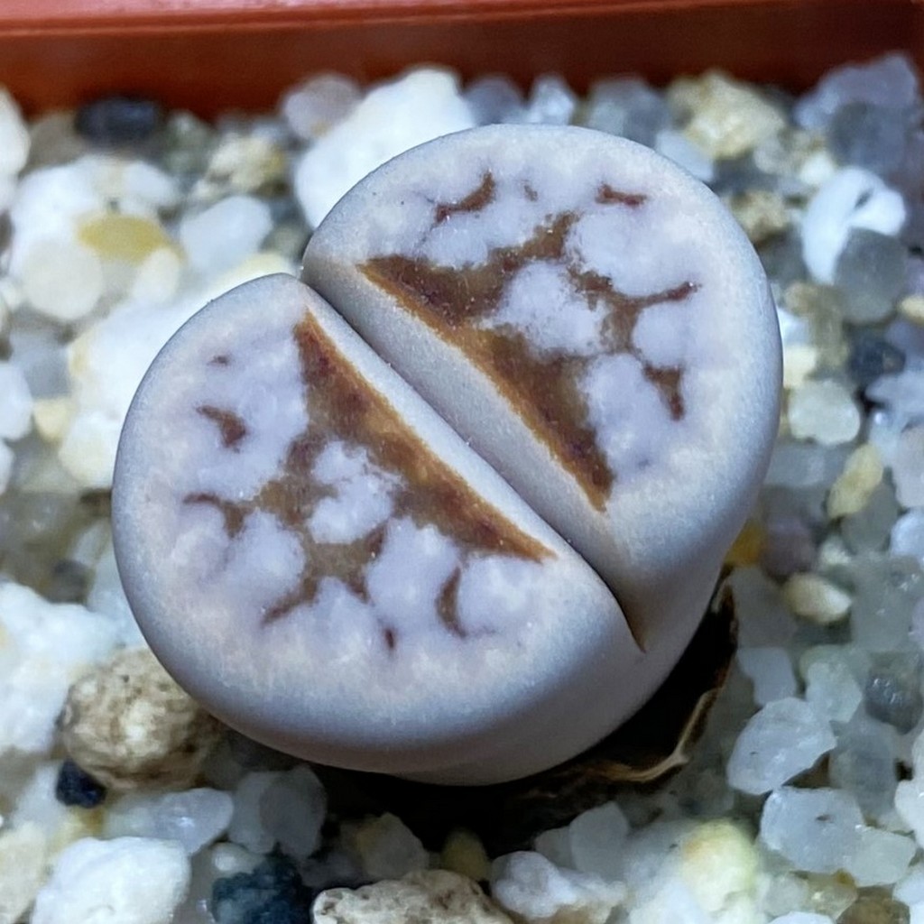 SH37898 Lithops julii ‘Hot Lips’