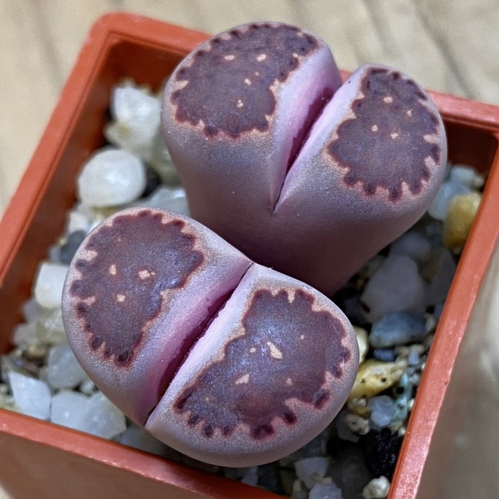 SH37899 Lithops salicola ‘Sato’s Violet’ hybrid