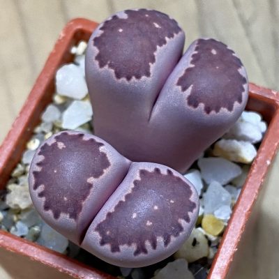 SH37900 Lithops salicola ‘Sato’s Violet’ hybrid