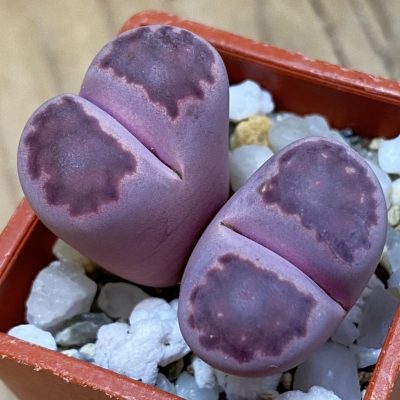 SH37901 Lithops salicola ‘Sato’s Violet’ hybrid