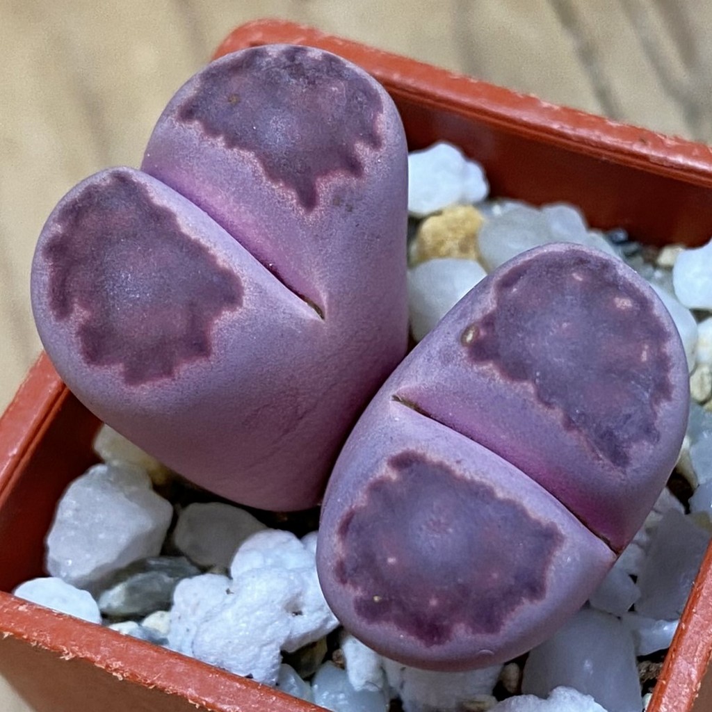 SH37901 Lithops salicola ‘Sato’s Violet’ hybrid
