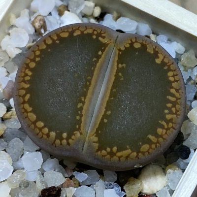 SH37902 Lithops aucampiae 'Open Window'