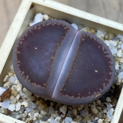 SH37903 Lithops aucampiae ‘Ko’ -Kokerboom-