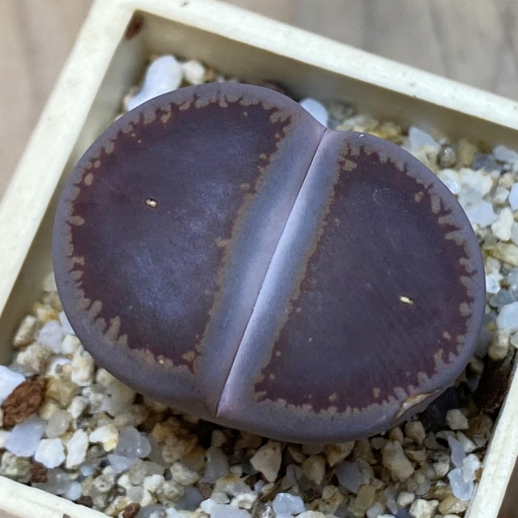 SH37903 Lithops aucampiae ‘Ko’ -Kokerboom-