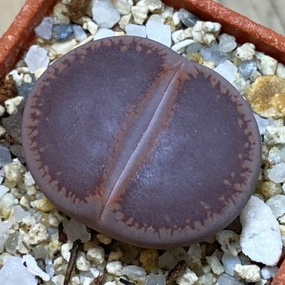 SH37904 Lithops aucampiae ‘Ko’ -Kokerboom-