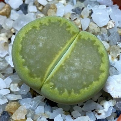 SH37905 Lithops hallii ‘Yellow Biscuit’