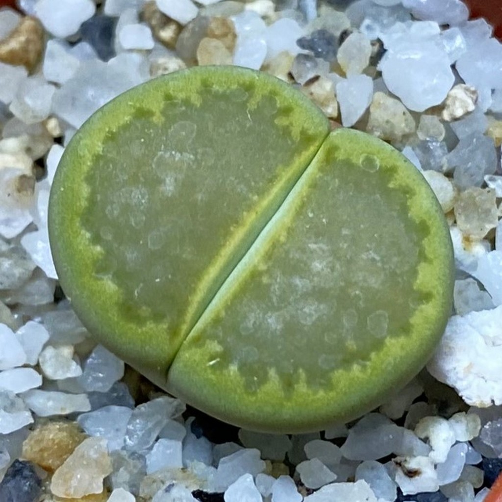 SH37905 Lithops hallii ‘Yellow Biscuit’