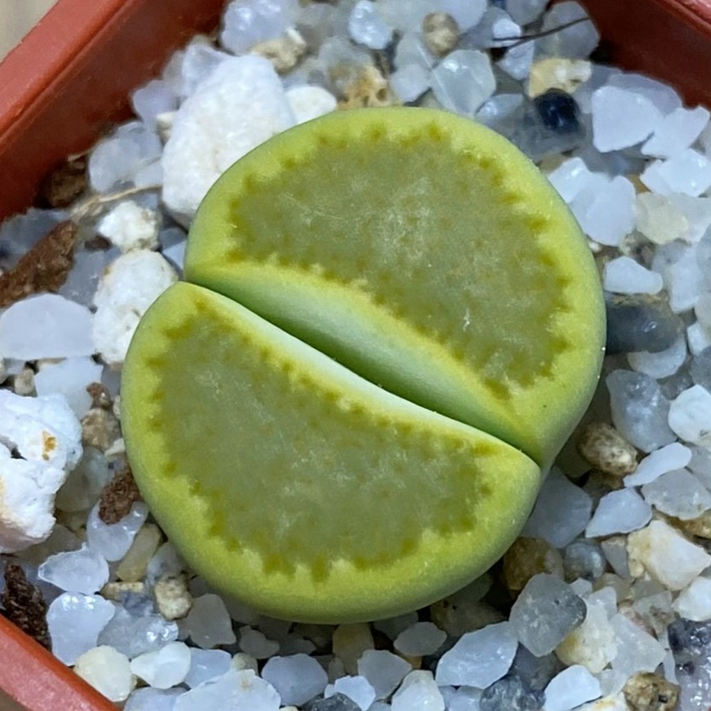 SH37906 Lithops hallii ‘Yellow Biscuit’