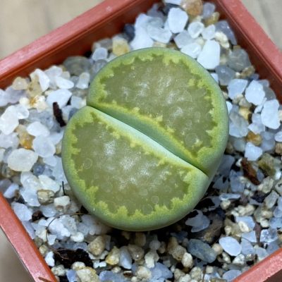 SH37907 Lithops hallii ‘Yellow Biscuit’