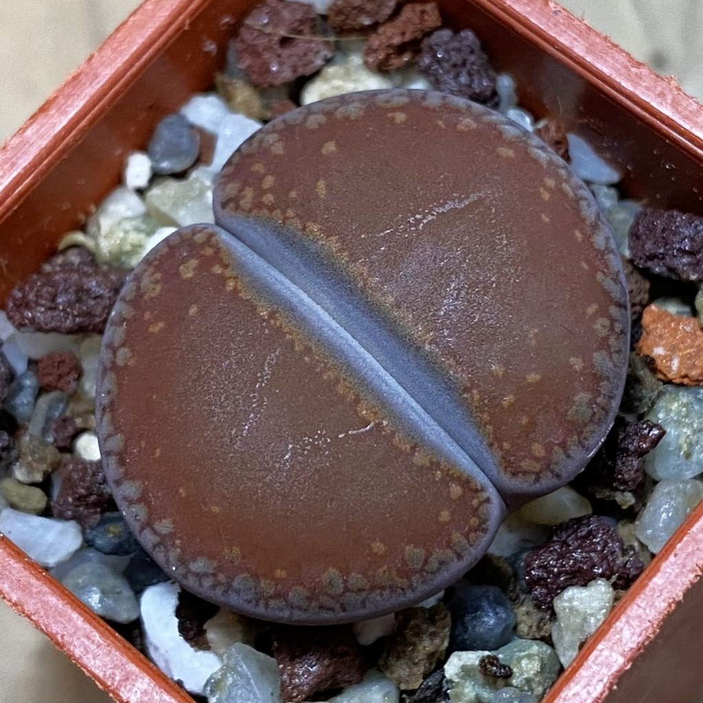 SH37908 Lithops aucampiae ‘Open Window’