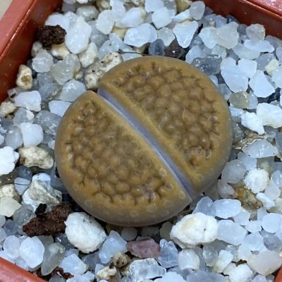 SH37909 Lithops hallii v. ochracea