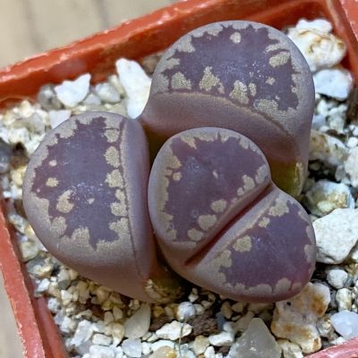 SH37910 Lithops otzeniana ‘Cesky Granat’