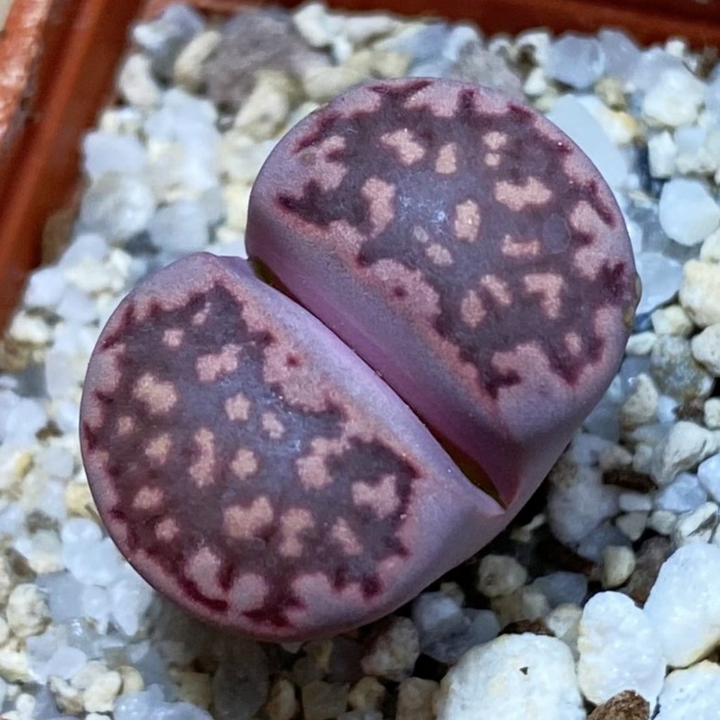 SH37890 Lithops salicola ‘Sato’s Violet’ hybrid